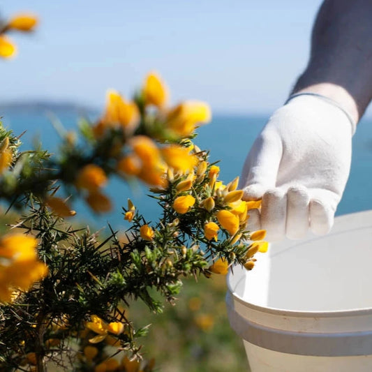 Wild Gorse Flower 50% Milk Chocolate Bar