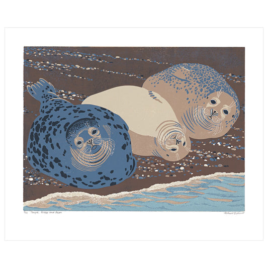 Greetings Card - Grey Seals
