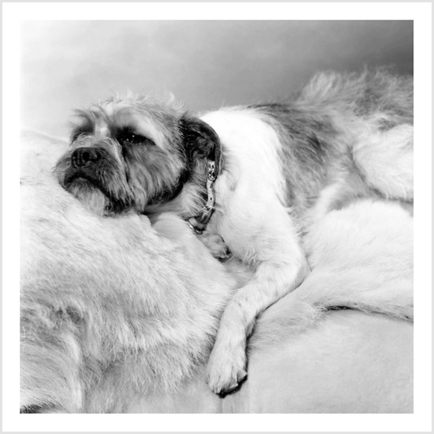 Greetings Card - Sleeping Dog