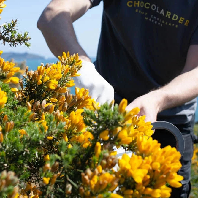 Chocolarder Bar - Wild Gorse Flower 50% Milk Chocolate
