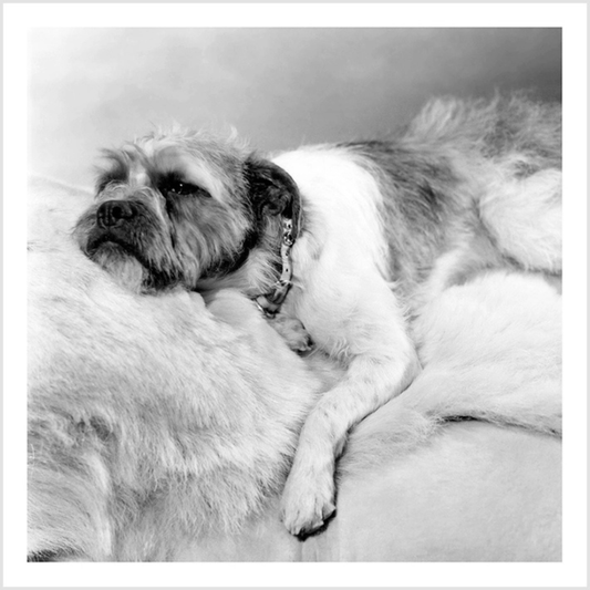 Greetings Card - Sleeping Dog