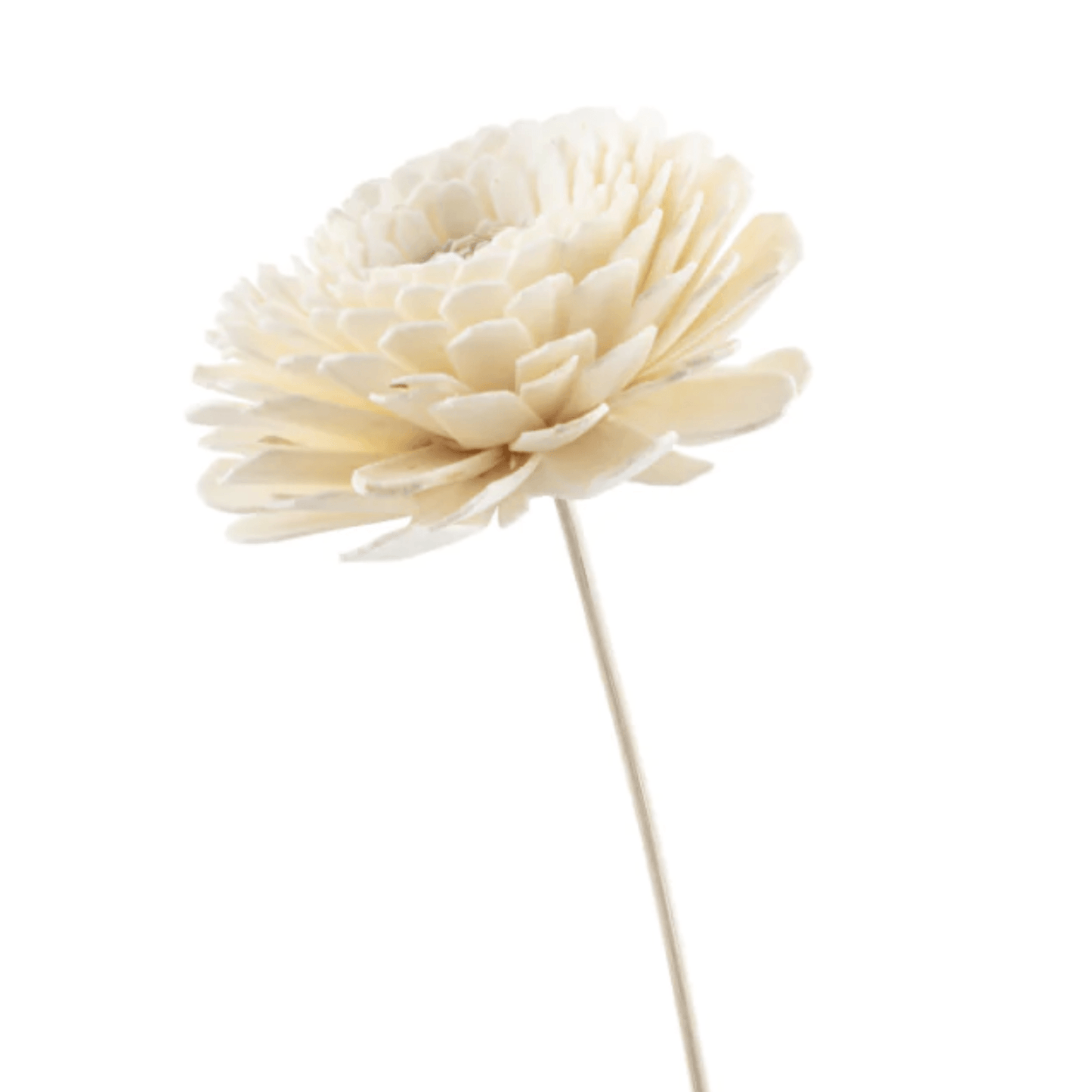 Illustrated Living Rest No 5 Reed Diffuser & Chrysanthemum Flower